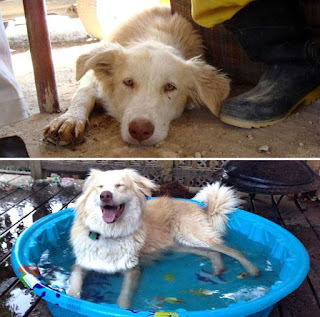 Antes y después perros adoptados de la calle