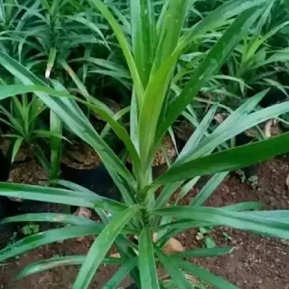Daun suji sebagai obat herbal untuk kolesterol