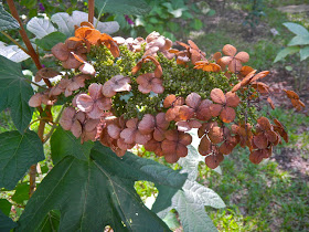 Oakleaf hydrangea