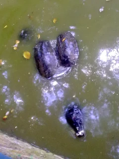 Belawa Turtle Park (Taman Kura-kura Belawa)