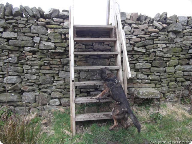 big stile
