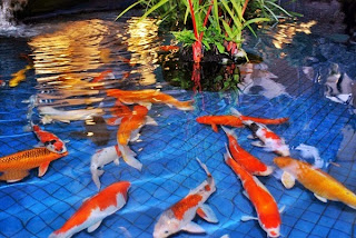 Membuat kolam koi