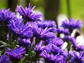 Blå blomster er gode blomster til efterårshaven