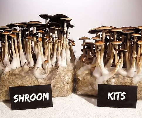 Grow Your Own Wonderland: Unlock the Magic with the Magical Mushroom Grow Kit!