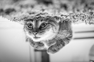 DOES THE CAT COME HOME