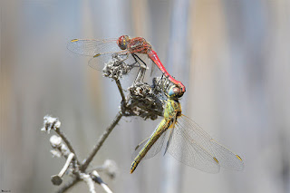 libelula-roja-migradora-sympetrum-fonscolombii-