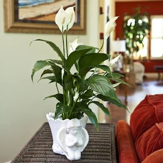 Bunga Peace Lily