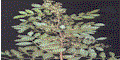 clip_image001