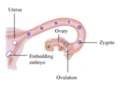 CONCEPT OF HOW DO ORGANISMS REPRODUCE