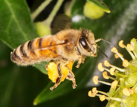 Honey Bee, Apis mellifera, in flight.  Gates Green Road, Coney Hall, 21 September 2014.