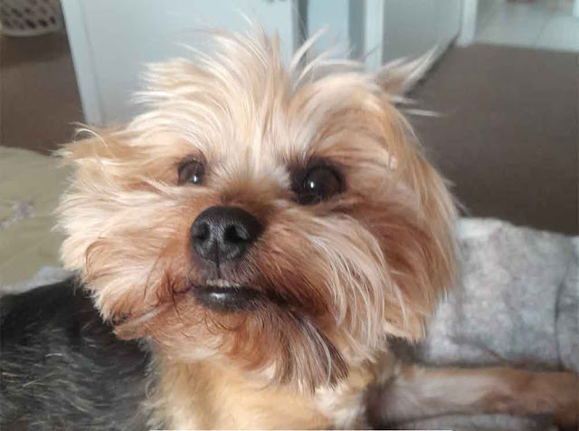 male Yorkshire Terrier