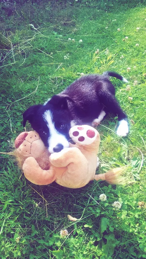 Mollie The Border Collie: 8 Weeks 5 Days Old Today 