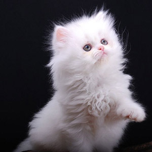 Kucing Persia Putih Gambar Lucu