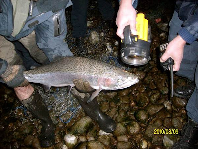 Detectan otra red de furtivos con siete arco iris atrapadas