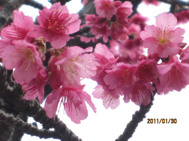 cherry tree blossom festival. cherry tree blossom festival.