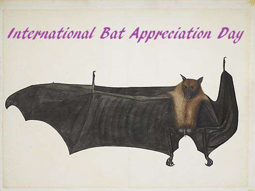 International Bat Appreciation Day Wishes for Instagram