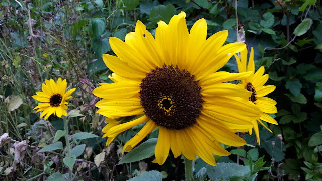 Project 365 2015 day 225 - Sunflowers // 76sunflowers