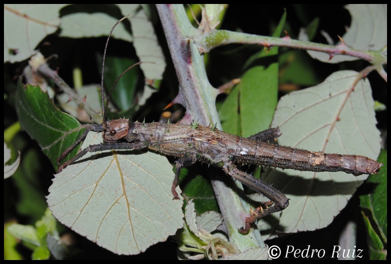 Ninfa macho L4 de Haaniella saussurei, 6 cm de longitud