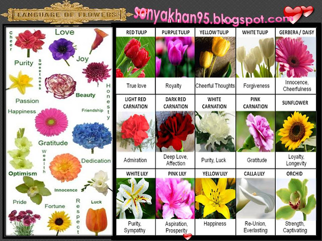 download flower love language pictures