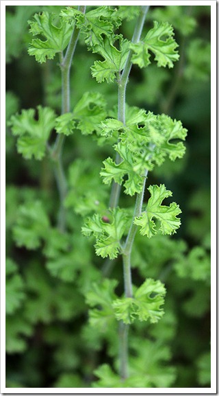 110524_pelargonium_crispum