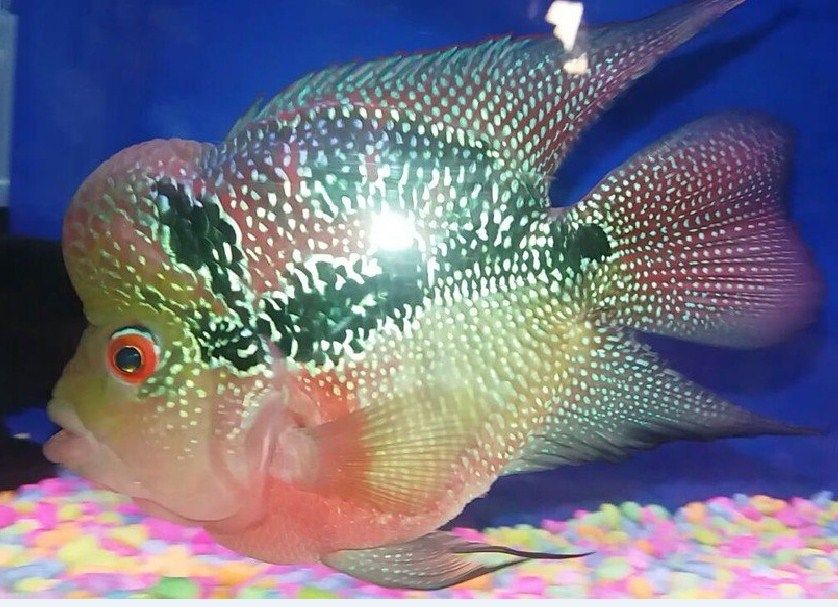 Louhan Bonsai Salah Satu Jenis  Ikan  Hias Cantik dan Menarik