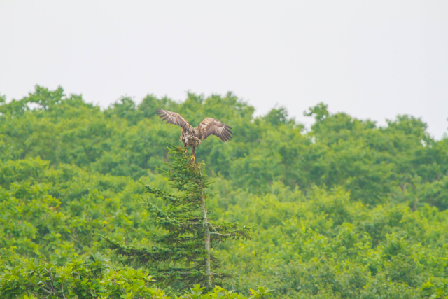 White-tailed eagle, White tailed eagle on the Noshi peninsula, Bird of prey, Hokkaido's White eagle, Eagle