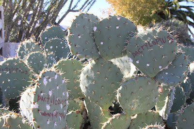 Binomen Art - Dactylopius - Cochineal - Carmine