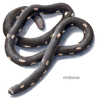 Encyclopedia of Snake: Family Anomochilidae (Dwarf Pipe