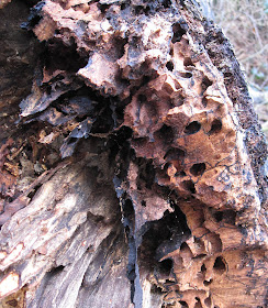 Holes made by beetle larvae in the outer layers of a fallen tree on West Wickham common