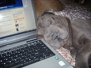 Then came ScarlettSharpei puppies are like potato chipsyou can't have .