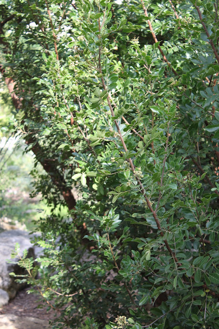 Zexmenia and Texas Mountain Laurel ( Sophora secundiflora ) are ...