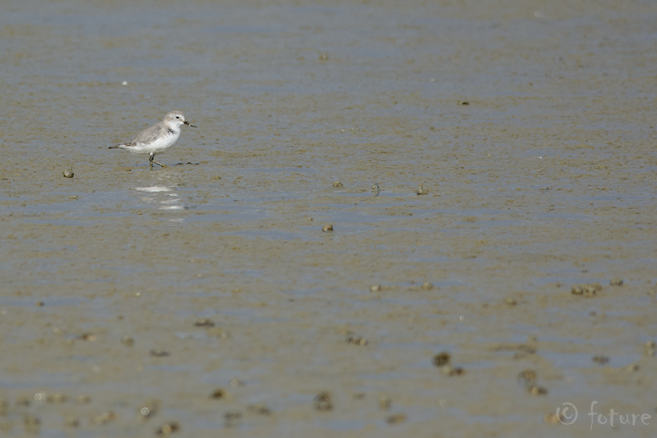 Käändnokk-tüll, Anarhynchus frontalis, Ngutuparore, Wrybill, Wry-billed Plover, bill, Charadrius