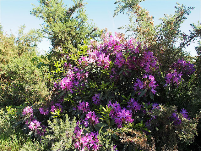 Rhododendrons près du Moulin de Cojoux, à Saint-Just