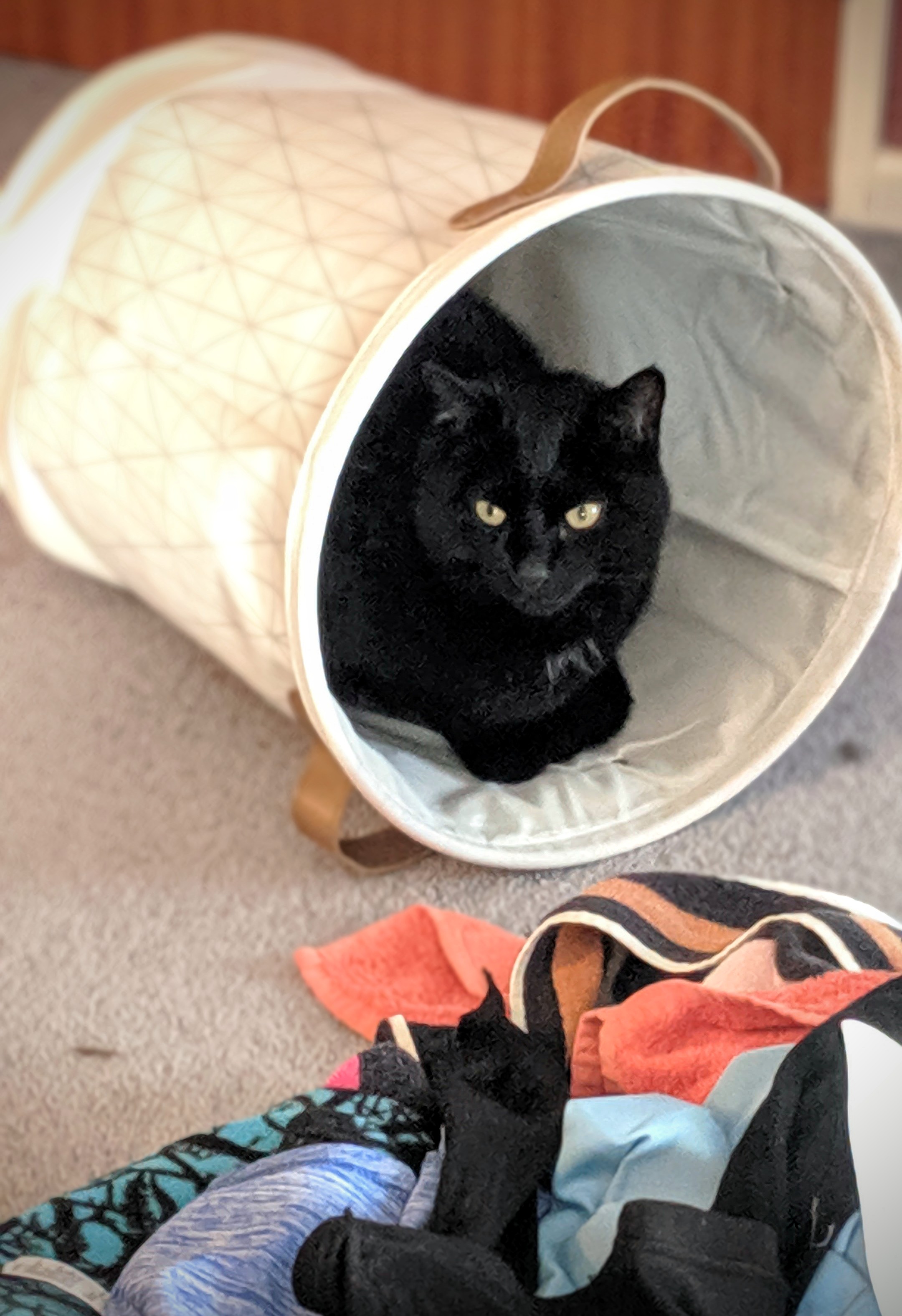 Cat in a recently emptied clothes basket