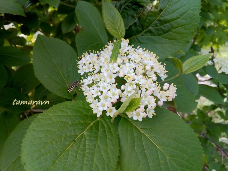 Калина буреинская (Viburnum burejaeticum)