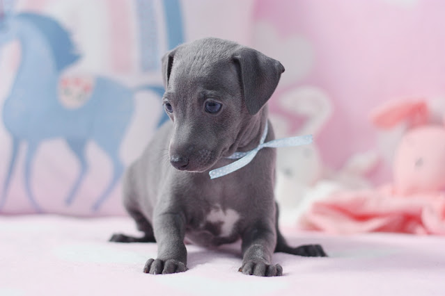 Italian Greyhound breeder