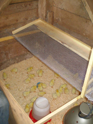 baby chicks pictures. The aby chicks in the