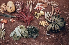 kapauku papuans4