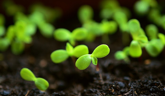 Seedlings