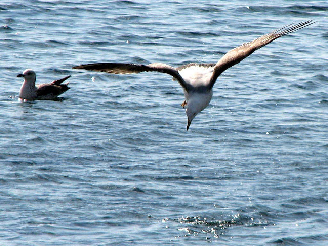 Seagull fishing, Livorno