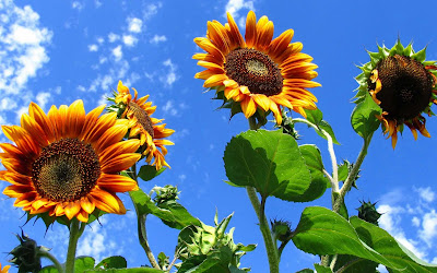 Beautiful Sunflower Widescreen HD Wallpaper
