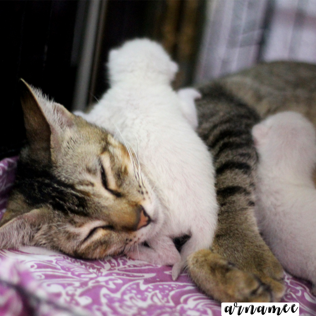 Fotografi Gambar kucing  comel Arnamee blogspot
