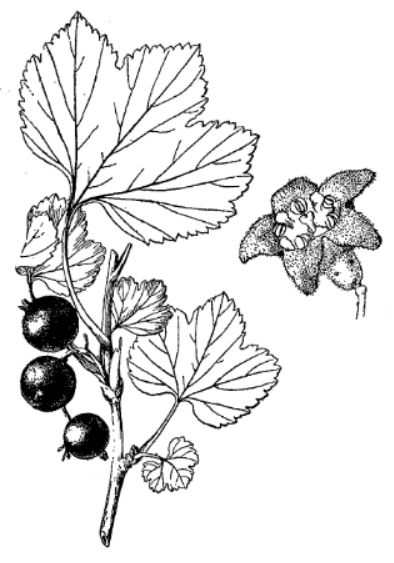 Смородина лежачая (Ribes procumbens)