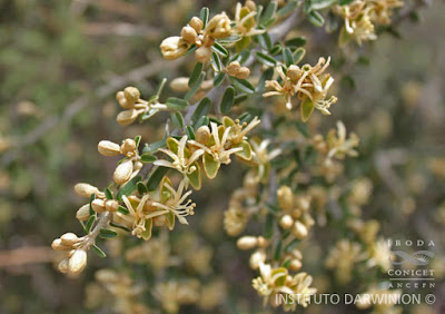 Atamisque (Atamisquea emarginata)