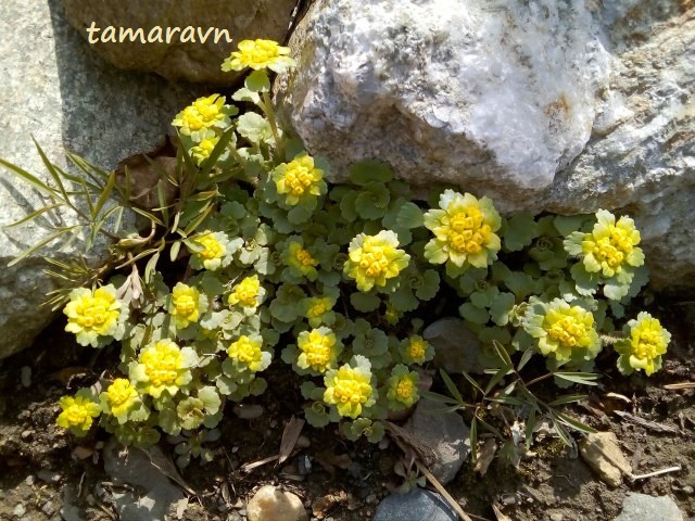 Селезёночник волосистый (Chrysosplenium pilosum)