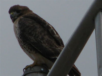 red-tailed hawk