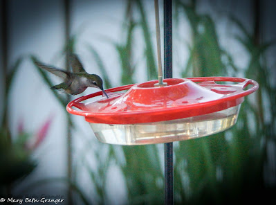 hummingbird on feeder photo by mbgphoto