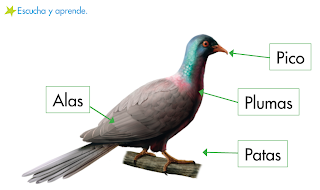 http://primerodecarlos.com/SEGUNDO_PRIMARIA/noviembre/Unidad_4/actividades/cono_unidad4/caracteristicas_aves.swf