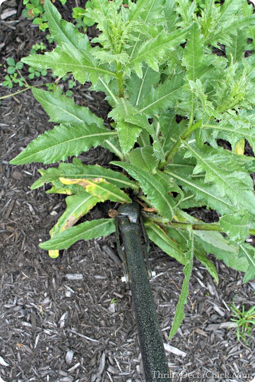 getting rid of prickly weeds