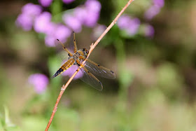 the dragonflies in the field looked like this four-spotted skimmer